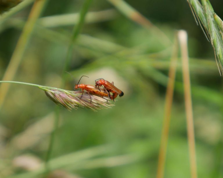 P1000399_Soldier_beetles_mating_b