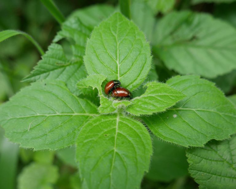 P1000463_Knotgrass_leaf_beetle_mating