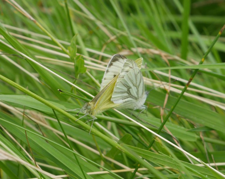 P1000498_Green-veined_white_mating_b