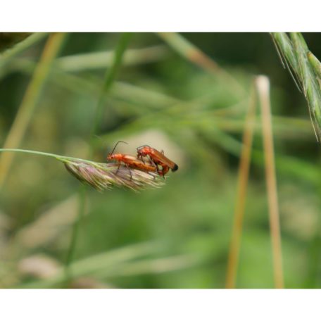 P1000399_Soldier_beetles_mating_b