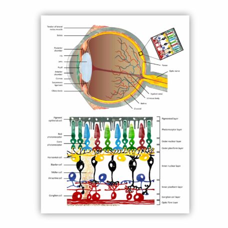 Schematic_eye_retina